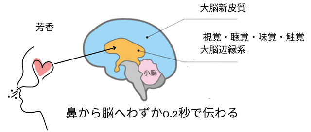 香りが心と体に与える影響とは?精油が0.2秒で届く科学的メカニズム 1 aroma1 15 e1736651653650