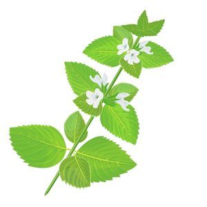 businessAroma115 1