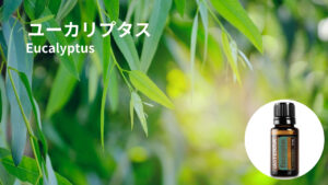 Eucalyptus