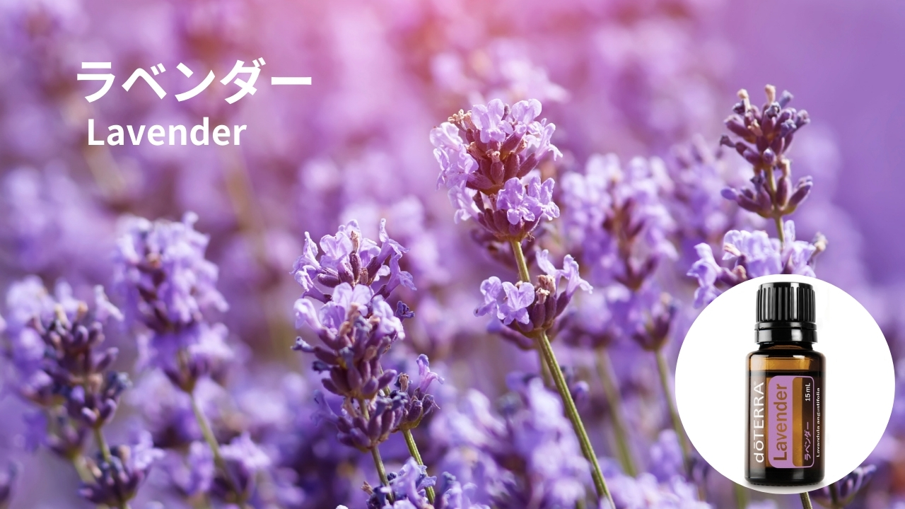 Lavender