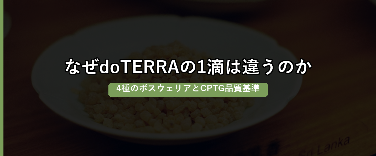 セクション区切り