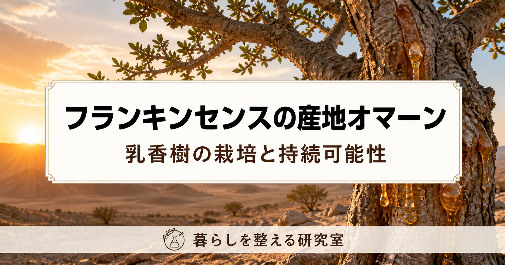 フランキンセンスの産地オマーン｜乳香樹の栽培と持続可能性