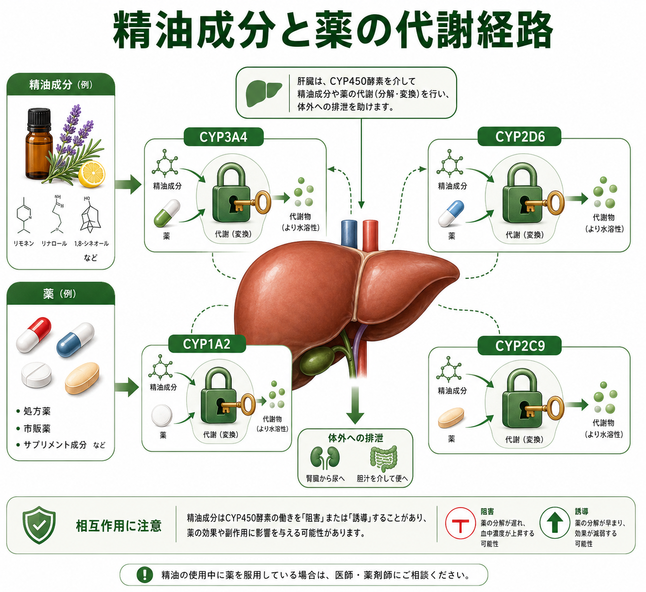 精油と薬の飲み合わせは大丈夫?薬剤師が教える精油の安全な使い方完全ガイド 1 CYP450酵素と精油成分の関係を図解した画像。肝臓のイラストの中にCYP3A4/CYP2D6などの酵素が配置され、精油成分が酵素の働きを阻害・促進する流れを矢印で示す。「精油成分と薬の代謝経路」のタイトル