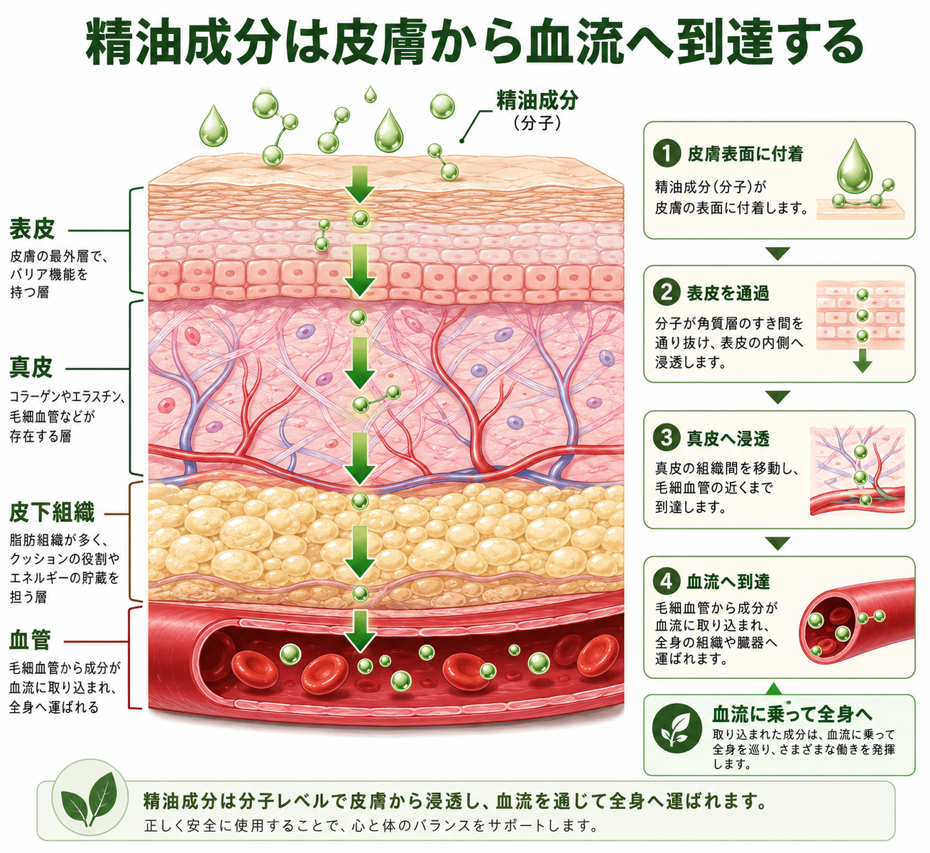 精油と薬の飲み合わせは大丈夫?薬剤師が教える精油の安全な使い方完全ガイド 3 皮膚の断面図イラスト。表皮・真皮・毛細血管を示し、精油成分が皮膚を透過して血流に入る過程を視覚的に表現。テキスト「精油成分は皮膚から血流へ到達する」