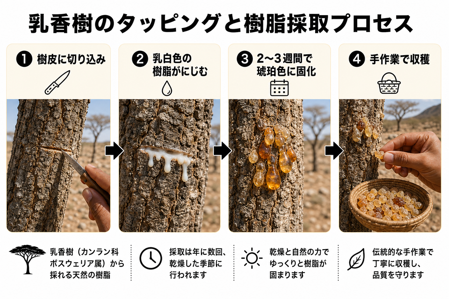 乳香樹のタッピングと樹脂採取プロセス