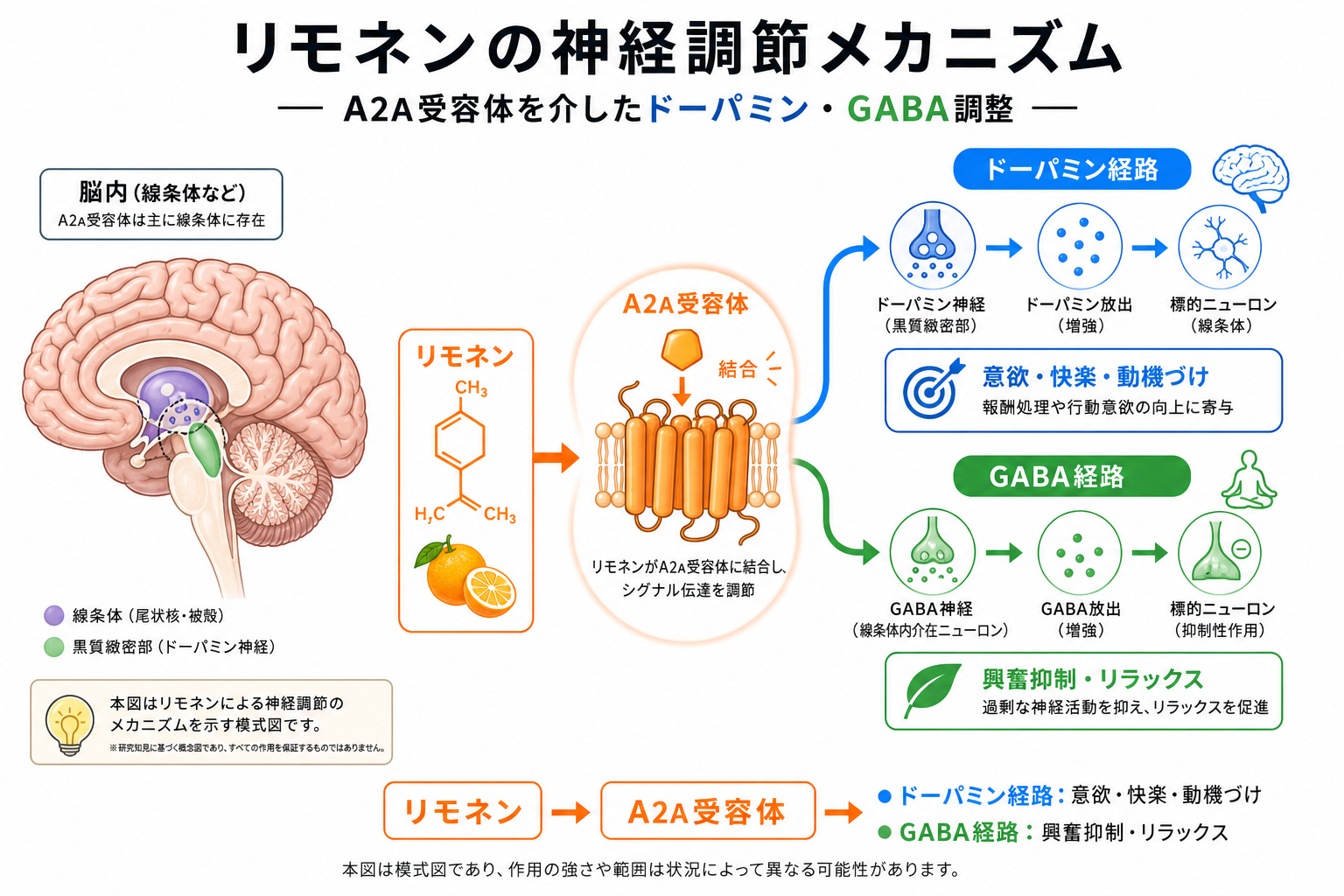 A2A受容体を介したドーパミン・GABA調整