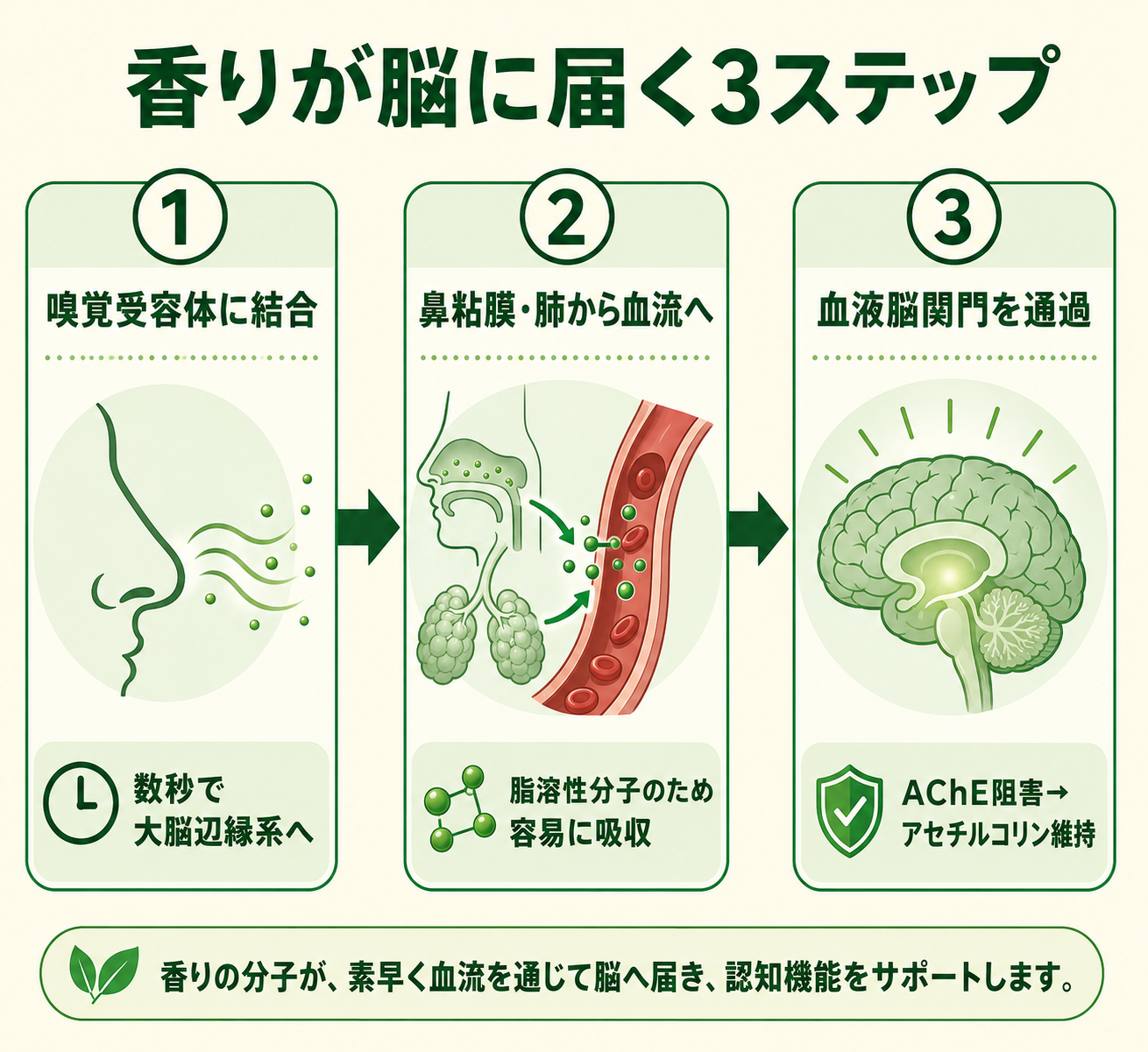 集中力を高める精油の科学 ── ローズマリーの1,8-シネオールが脳に届くメカニズム 17 inline 02