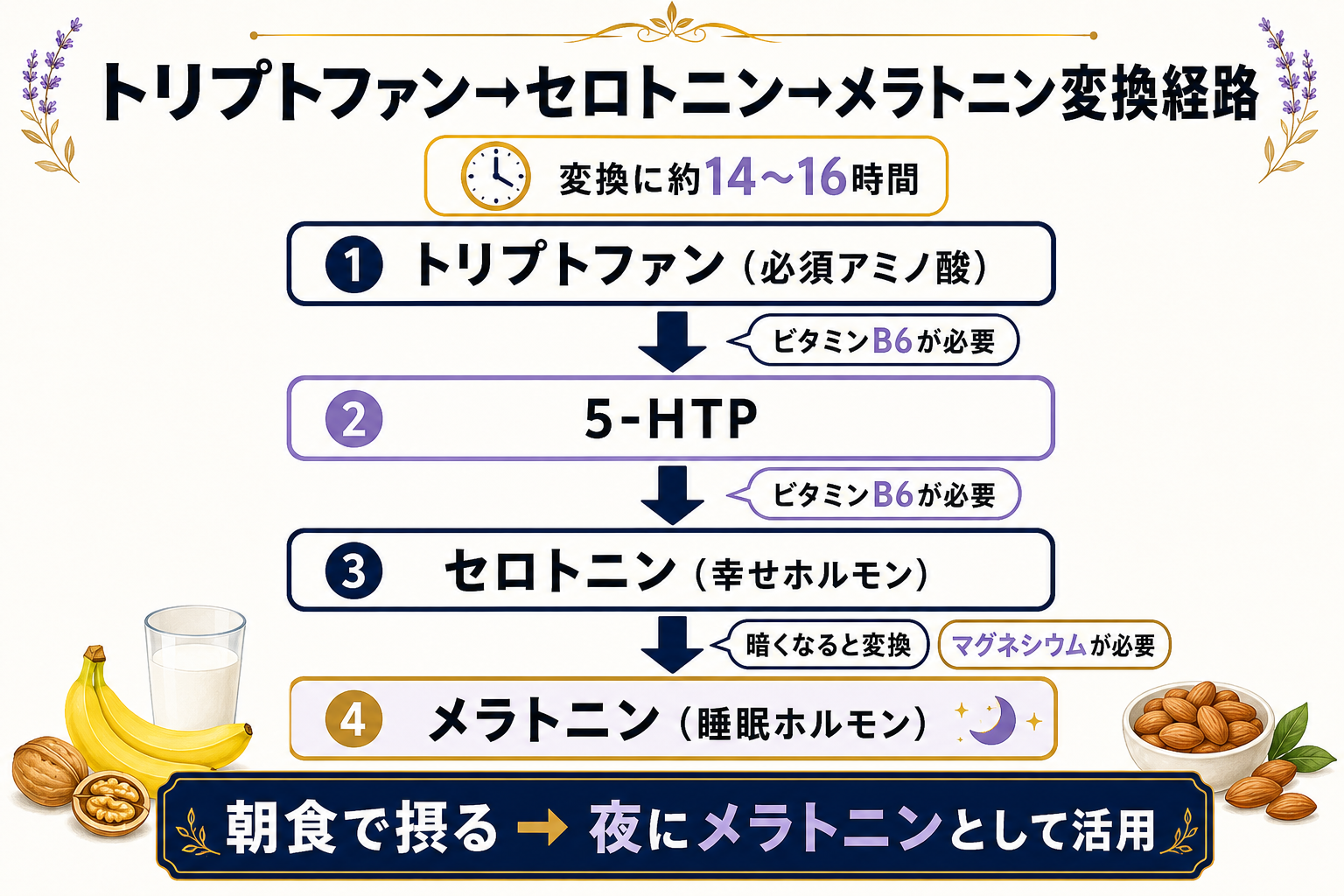 【完全ガイド】睡眠の質を上げる5つの栄養素とアロマ|マグネシウム・ラベンダーの科学的根拠 14 図解: トリプトファン→セロトニン→メラトニン変換経路図(ビタミンB6・マグネシウムが補因子として必要)