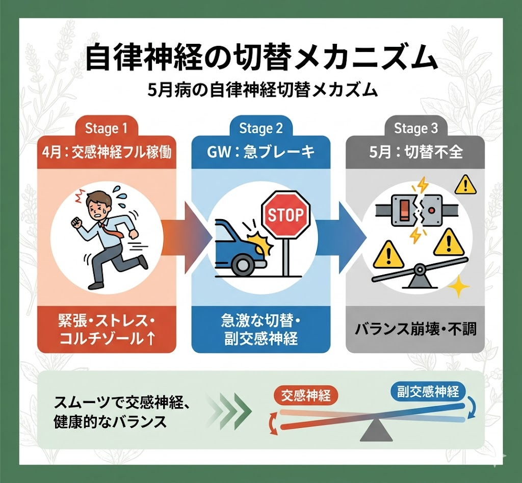 自律神経の切替メカニズム