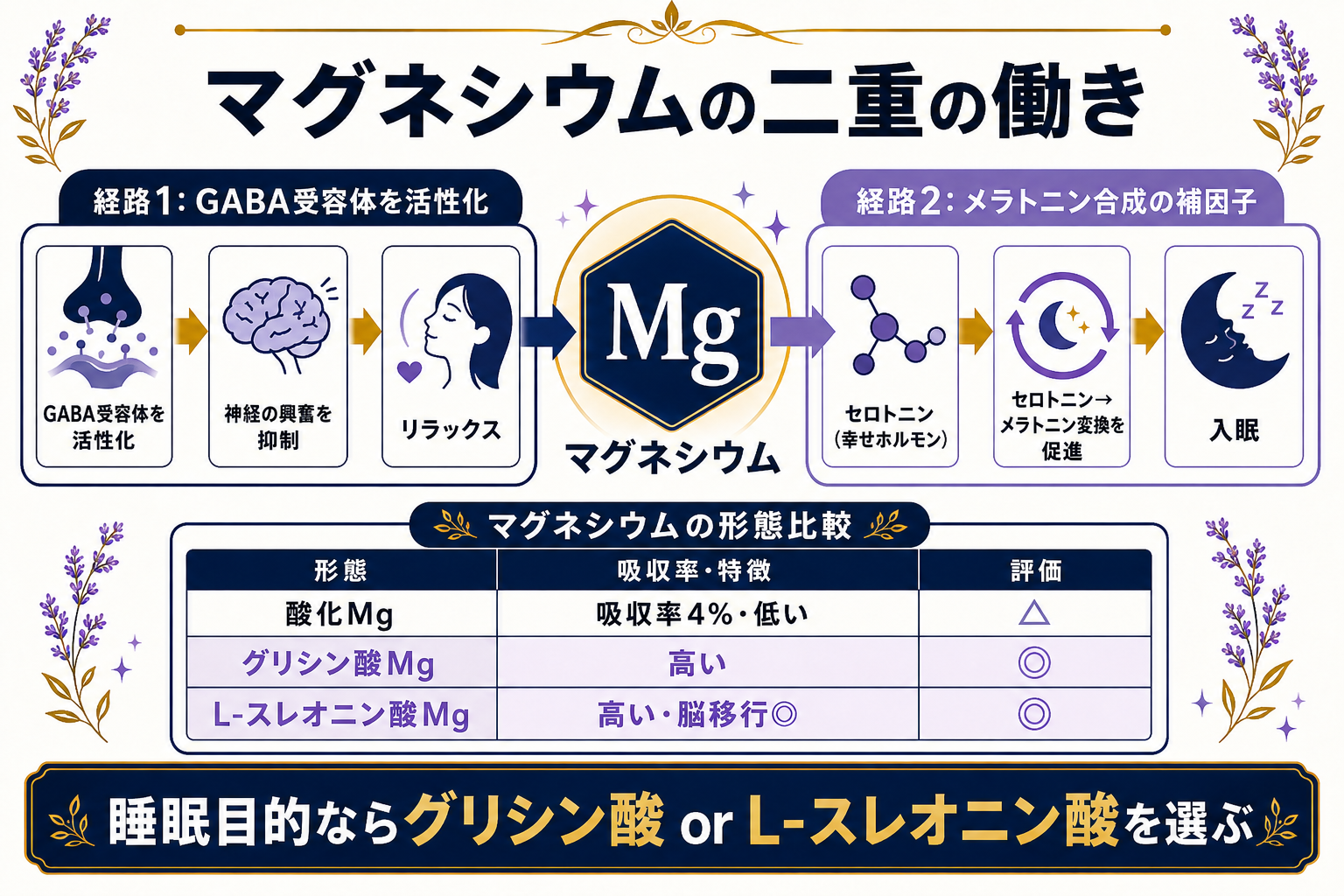 【完全ガイド】睡眠の質を上げる5つの栄養素とアロマ|マグネシウム・ラベンダーの科学的根拠 19 図解: マグネシウムの二重の働き(①GABA受容体活性化 ②メラトニン合成の補因子)