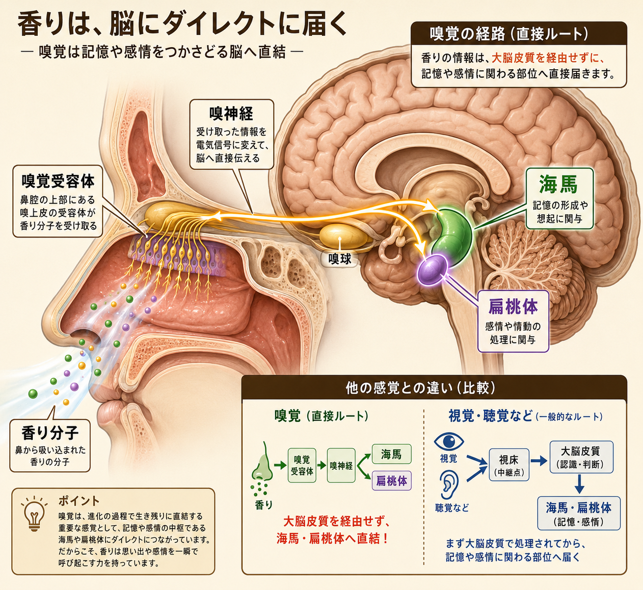 認知症予防に効く栄養素とアロマ|浦上式プロトコル×七大栄養素のエビデンス完全ガイド 20 totonoe blog inline 04