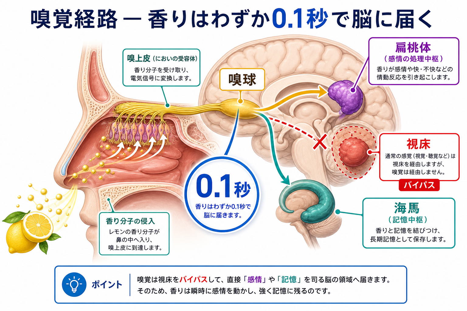 嗅覚経路 香りが0.1秒で脳に届く