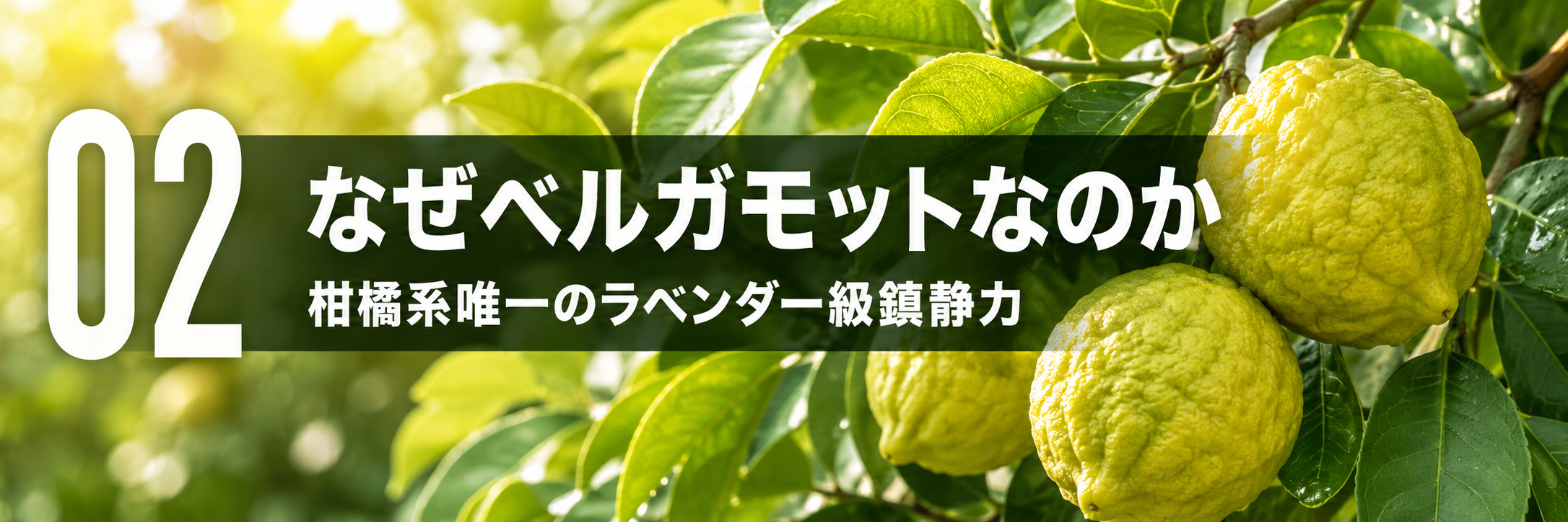 なぜベルガモットなのか 柑橘系精油の中で唯一ラベンダー級の鎮静力を持つ理由 セクション区切り画像