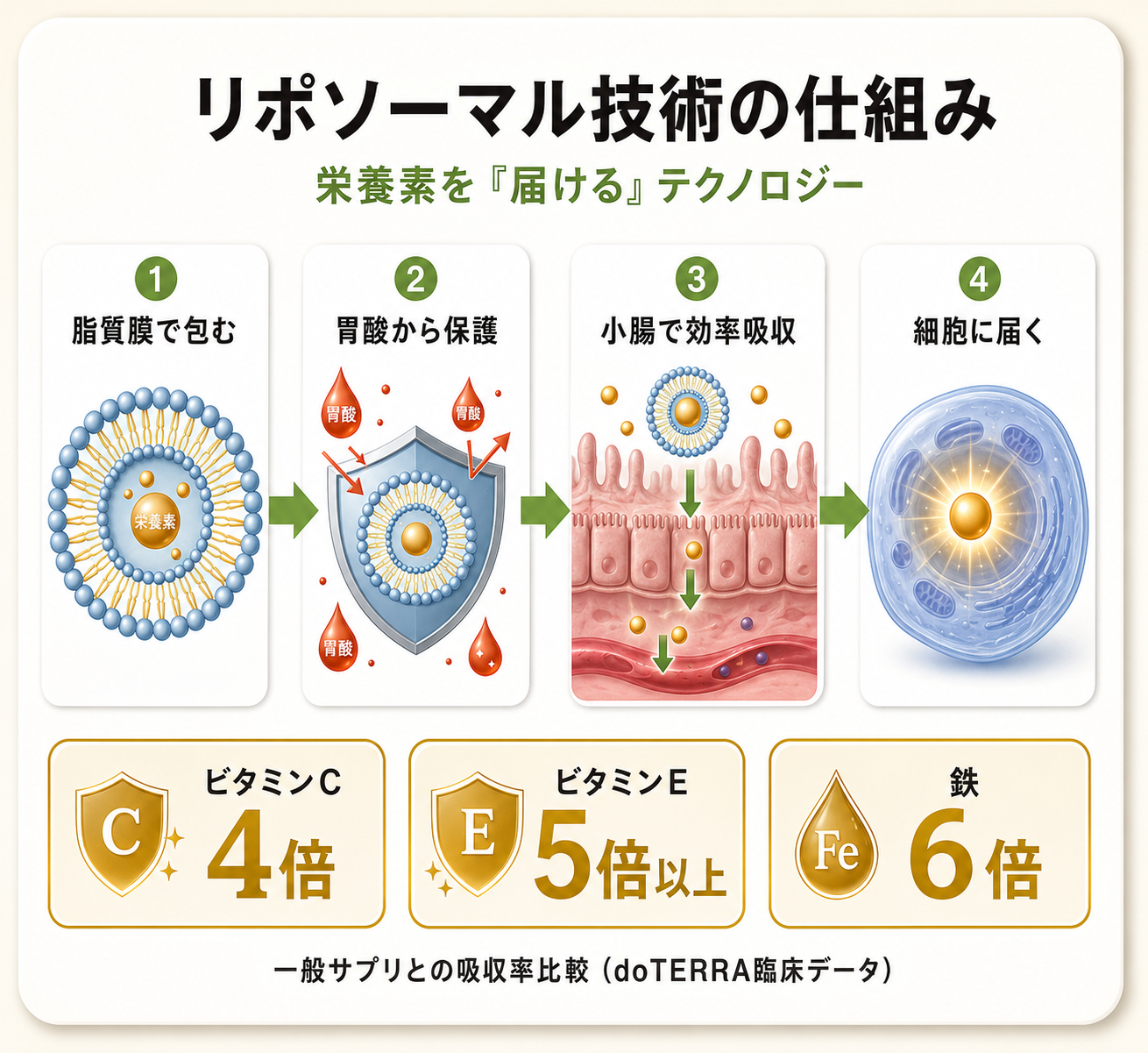 VMG+徹底解説|ビタミン×ミネラルを1包で摂る新発想サプリの成分設計と根拠 40 リポソーマル技術の仕組みを図解(通常サプリとの比較)