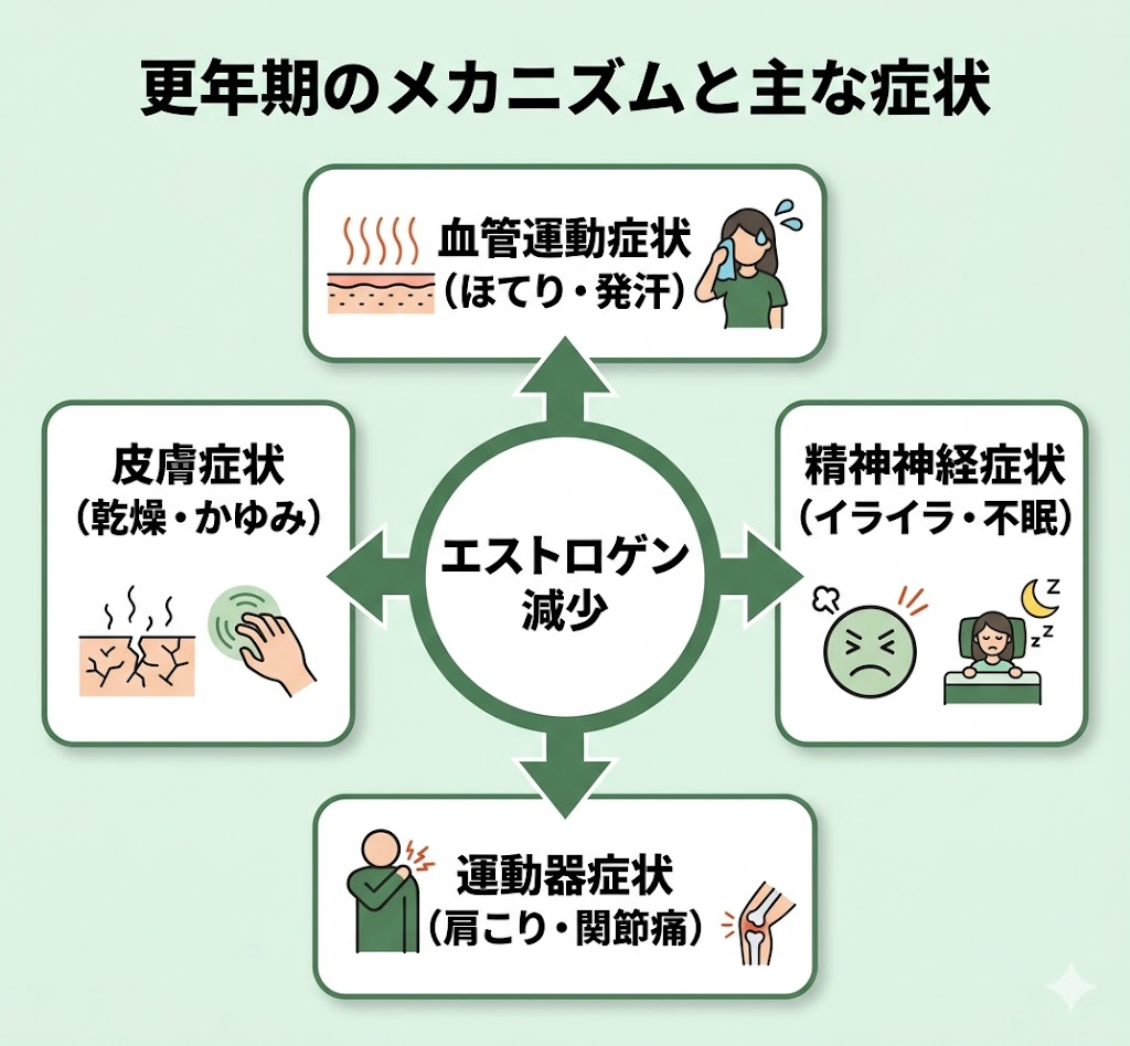 更年期のメカニズムと主な症状