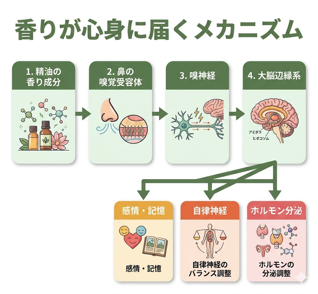 香りが心身に届くメカニズム