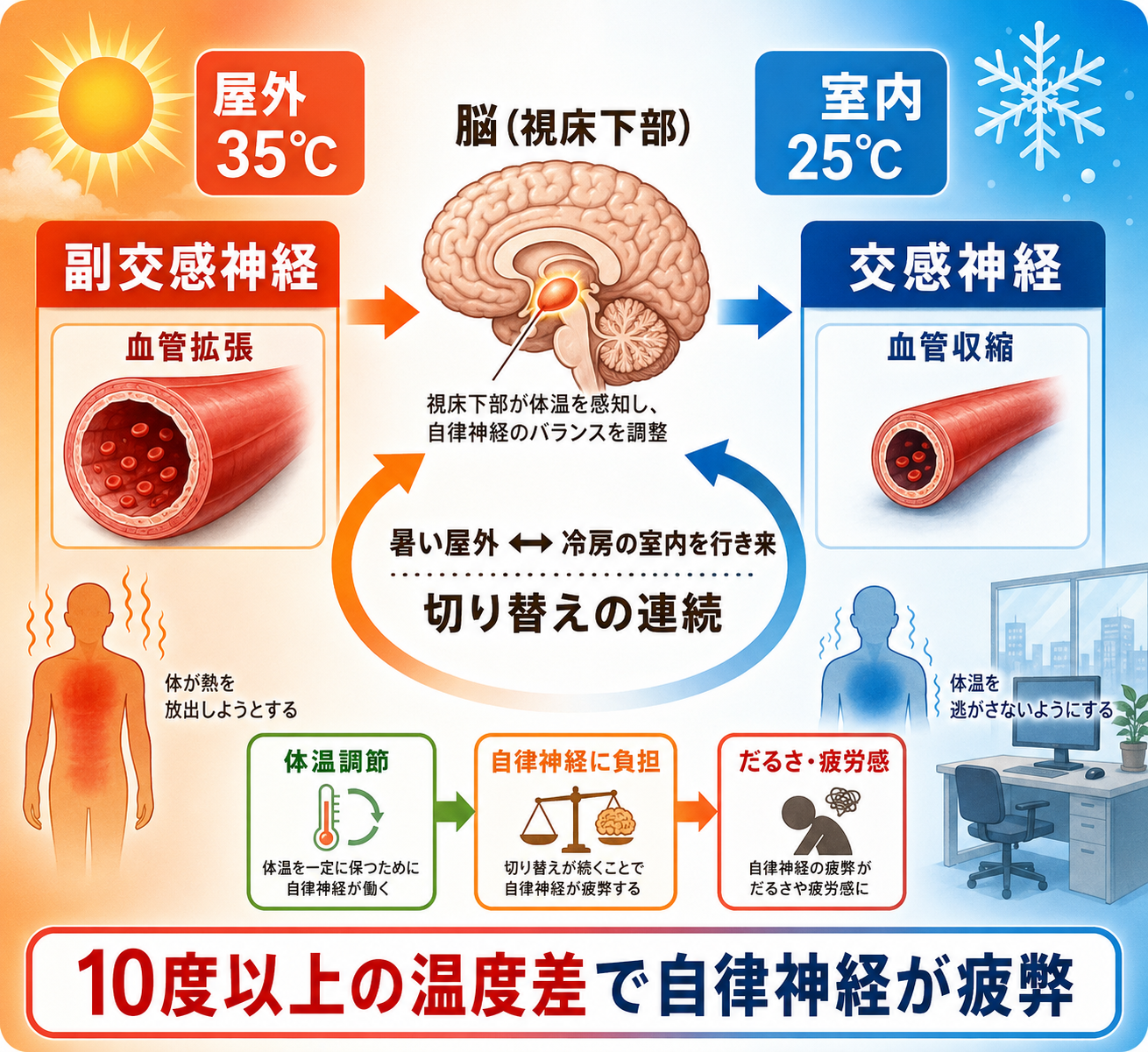 自律神経と冷房冷えのメカニズム図解