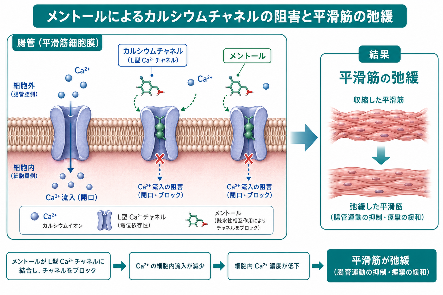 メントールのカルシウムチャネル遮断メカニズム──腸管平滑筋が弛緩する仕組み