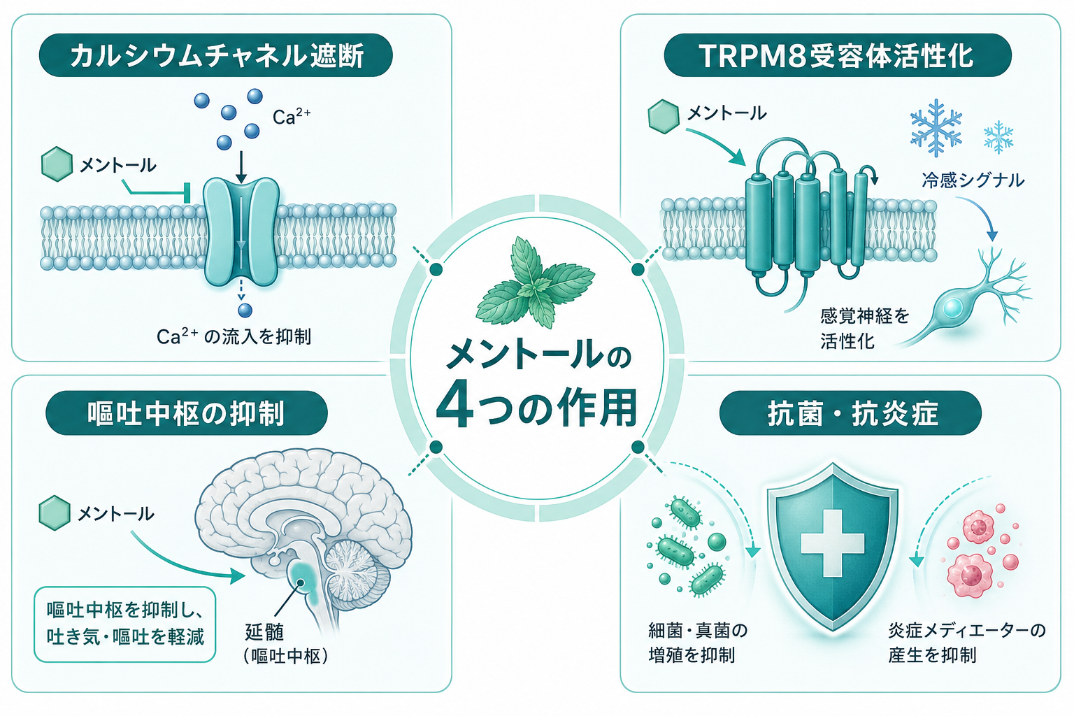 メントールの4つの作用メカニズム──まとめ図解