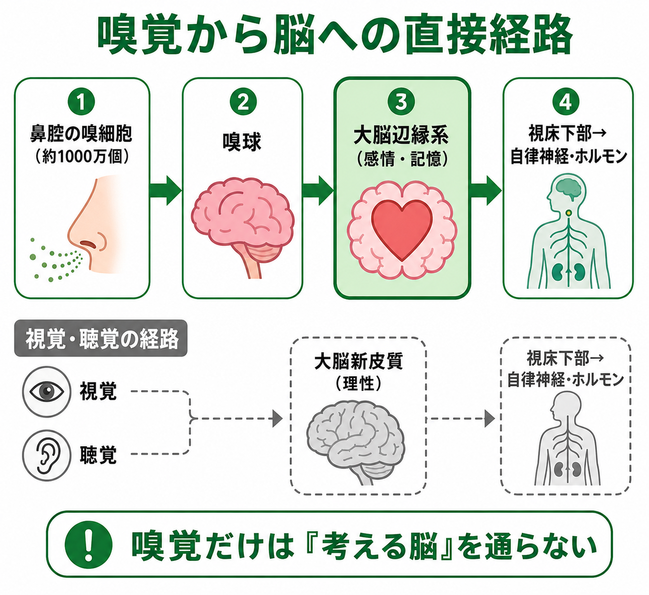 嗅覚から脳への直接経路