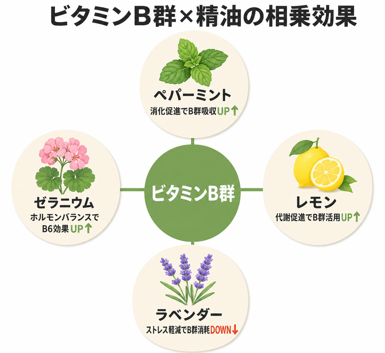図解: B群×精油の相乗効果