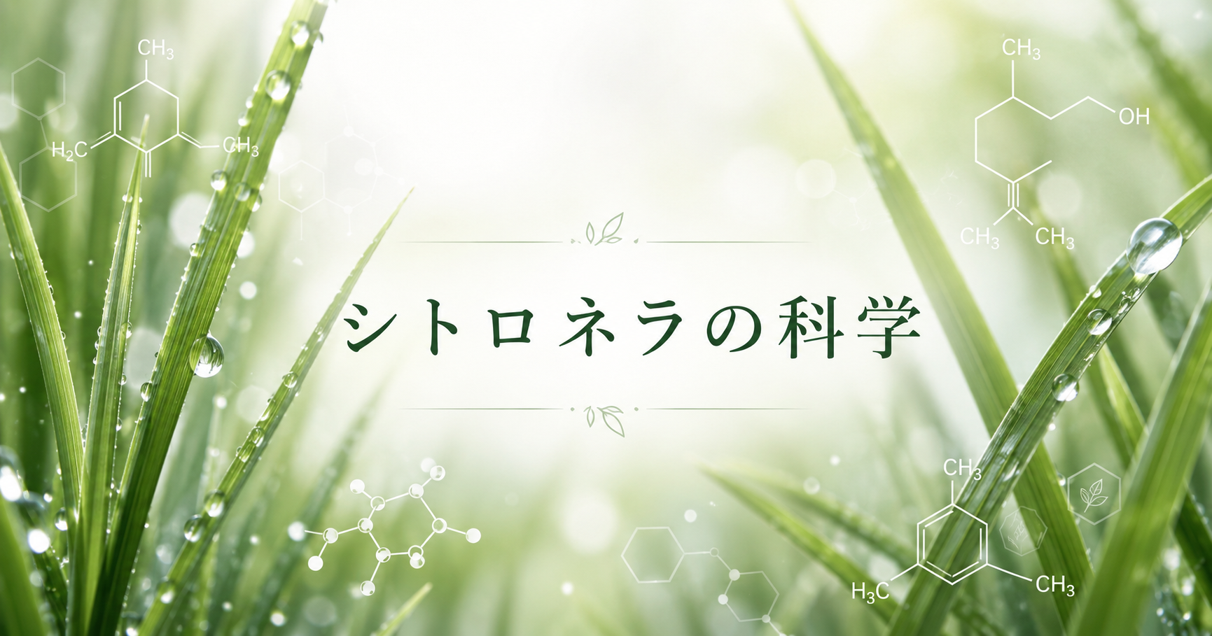 セクション区切り