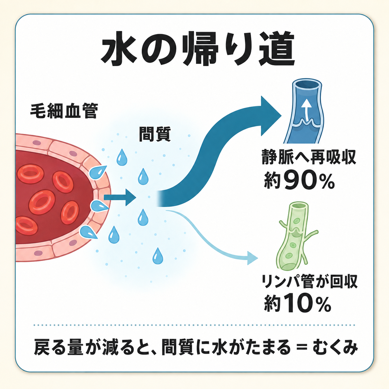 足のむくみが起きる仕組み｜毛細血管から染み出た水分は静脈が約90%・リンパ管が約10%を回収する図解