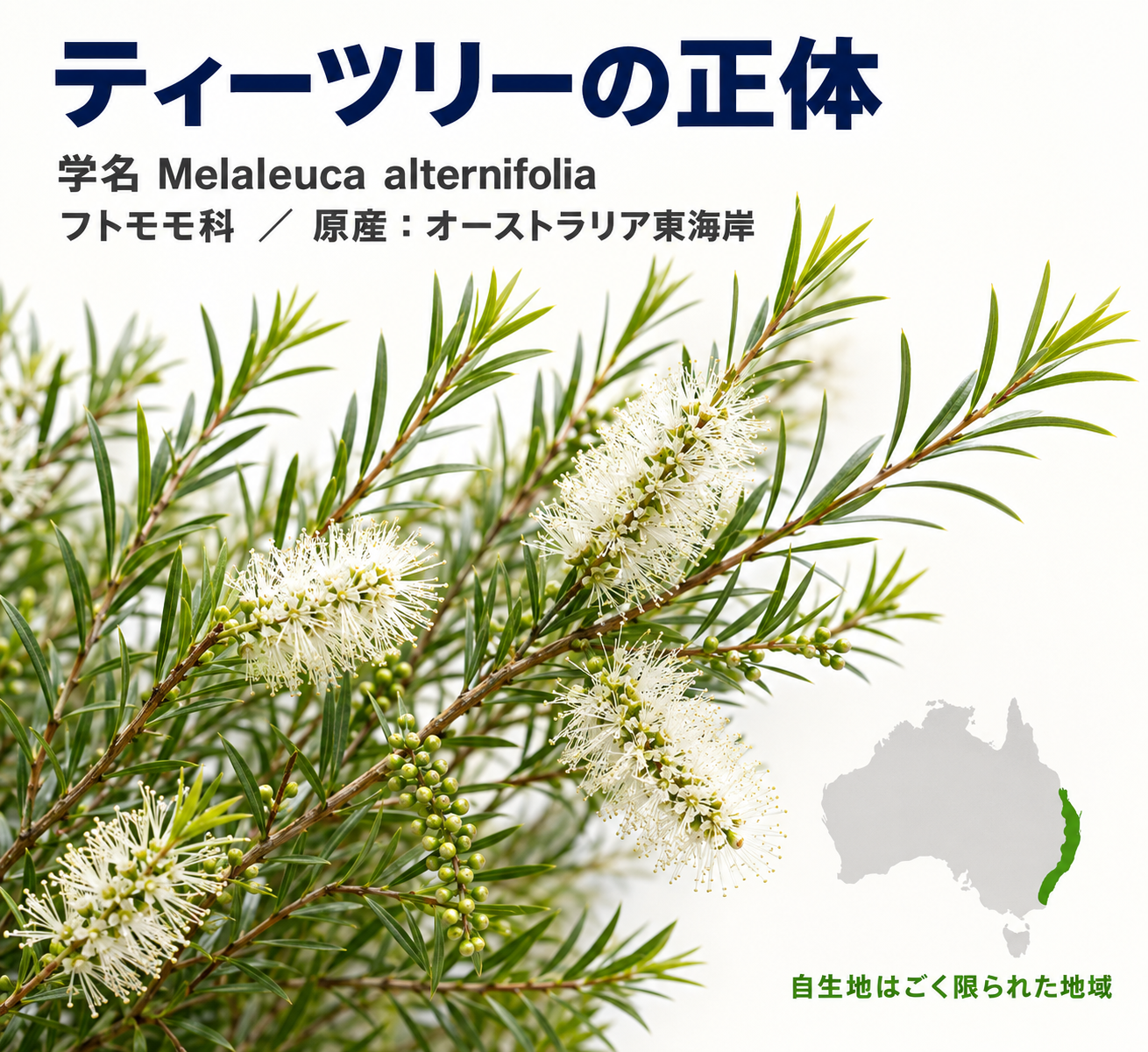 ティーツリー精油の効果・効能と使い方|100年前の実験で消毒薬の11倍を記録した精油 5 IMG_01