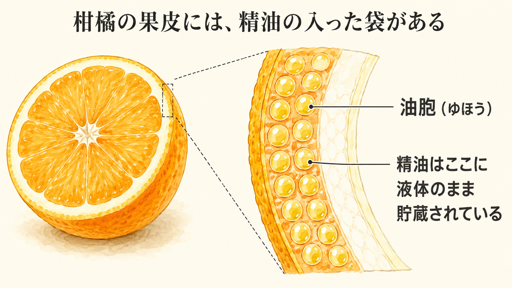 柑橘の果皮の断面図。油胞に精油が液体のまま貯蔵されている