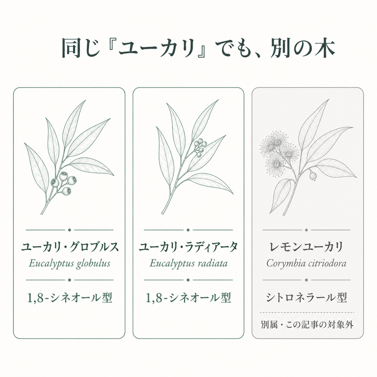 ユーカリ精油は何歳から使える?|1,8-シネオールの「30ヶ月」と「10歳」の線引き 10 ユーカリ・グロブルス、ラディアータ、レモンユーカリの比較