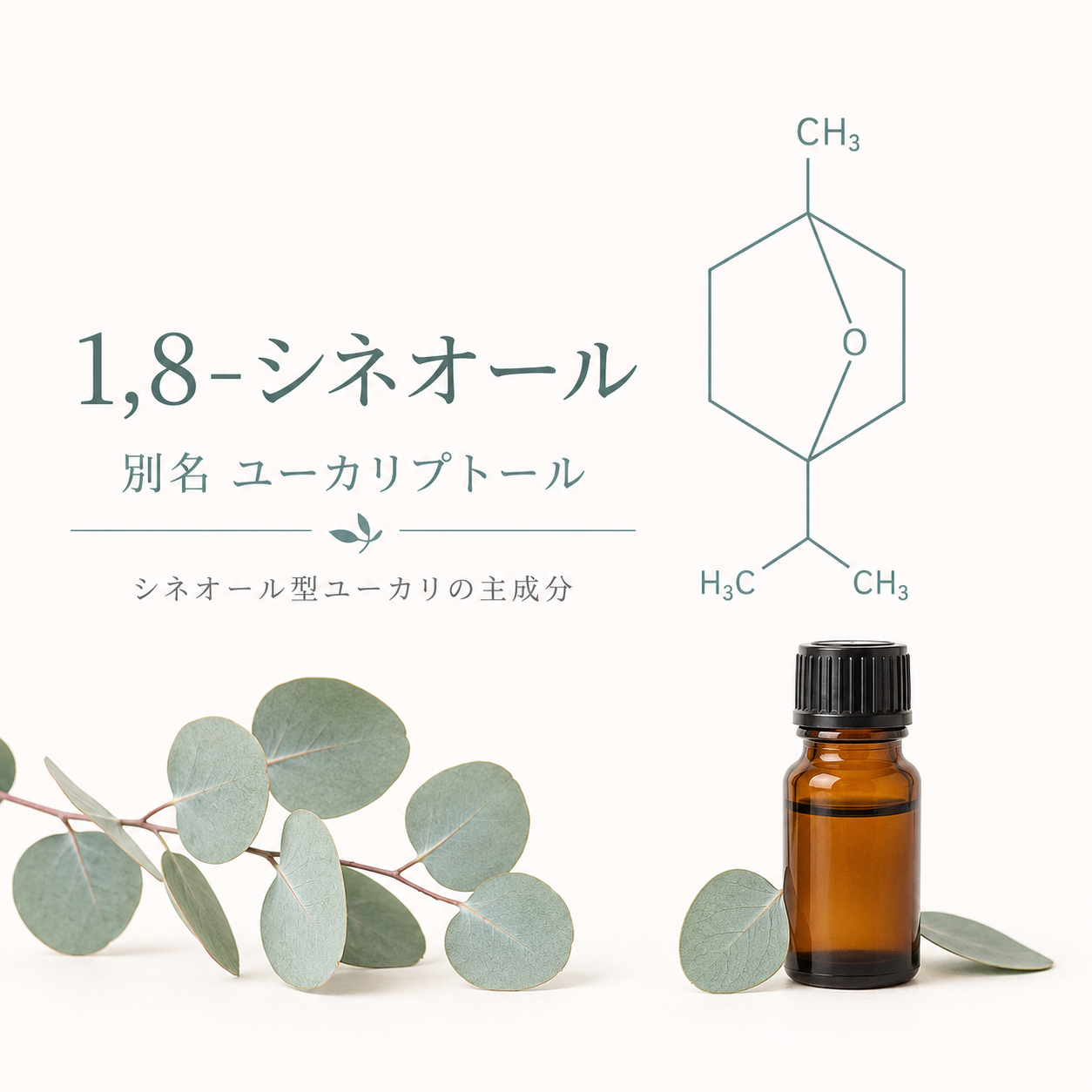 ユーカリ精油は何歳から使える?|1,8-シネオールの「30ヶ月」と「10歳」の線引き 21 1,8-シネオール(ユーカリプトール)