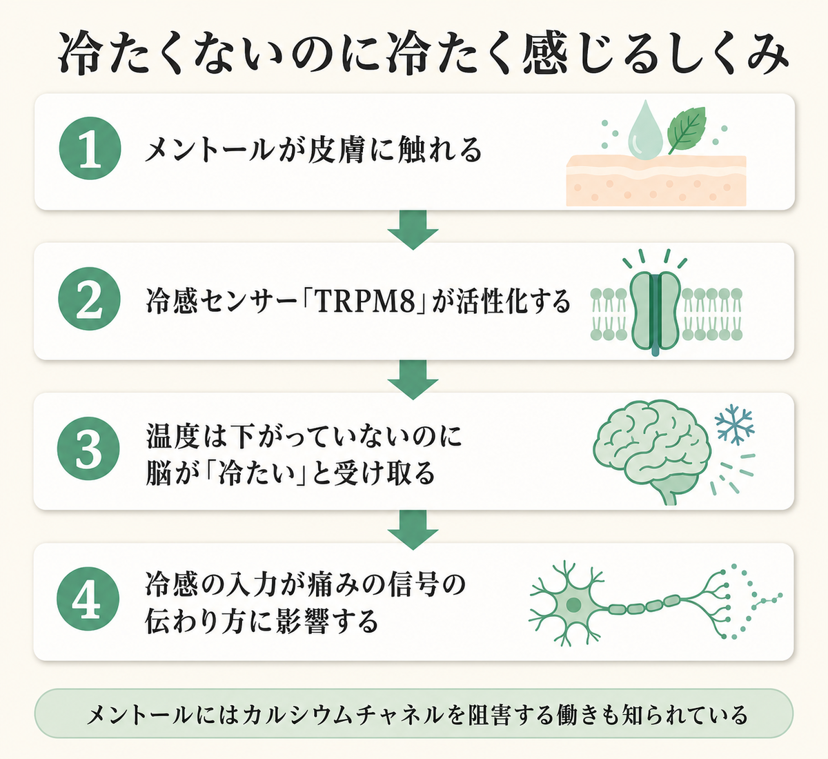 ペパーミント精油は頭痛に使える?──こめかみ塗布の希釈率と6つの禁忌をエビデンスで解説 17 メントールがTRPM8を活性化して冷感を生むしくみ