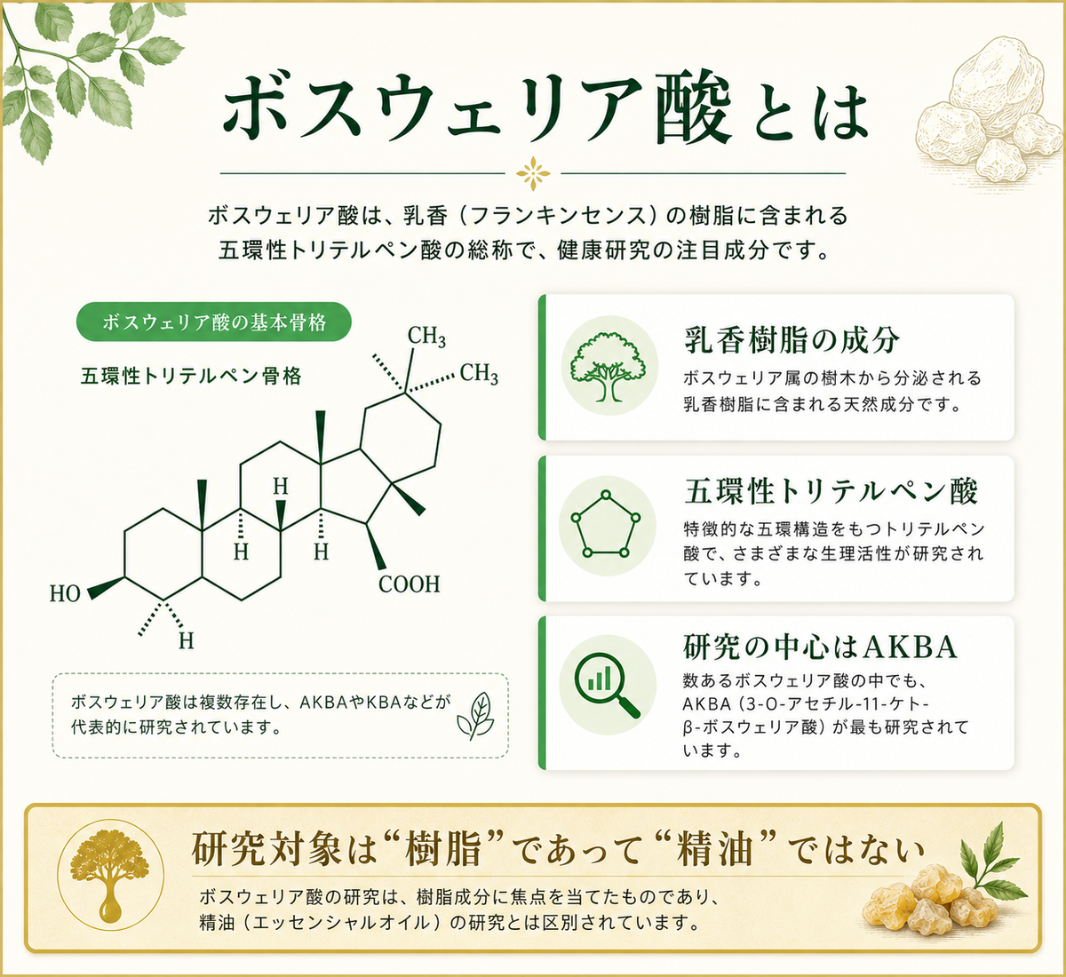 ボスウェリア酸（AKBA）の位置づけを示す図