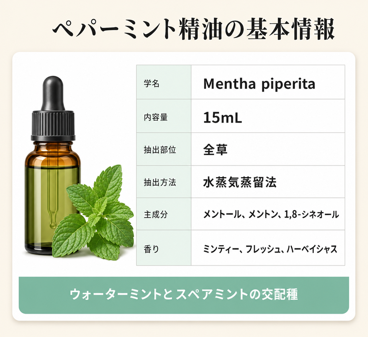 ペパーミント精油は頭痛に使える?──こめかみ塗布の希釈率と6つの禁忌をエビデンスで解説 37 ペパーミント精油の基本情報(学名・抽出方法・主成分)