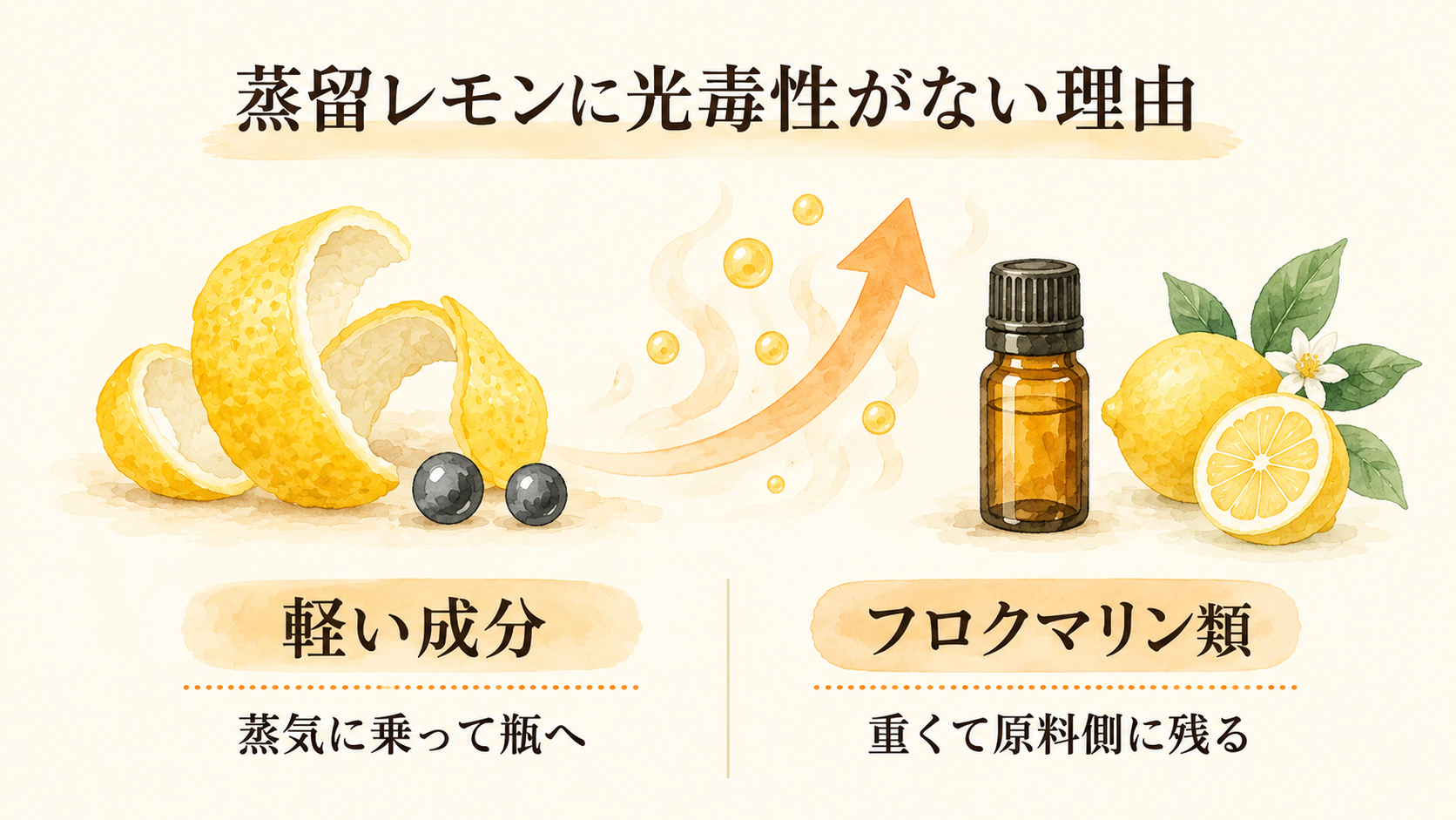 レモン精油は"製法"で肌向きが変わる|圧搾・蒸留・FCFの違いと選び方 15 蒸留レモンに光毒性がない理由|軽い成分は蒸気に乗り、重いフロクマリン類は原料側に残る図